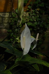 Spring Botanical Garden in Belgium