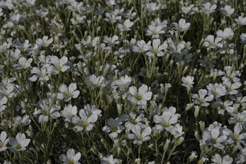 Spring Botanical Garden in Belgium
