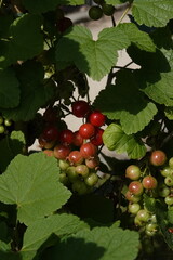 Spring Botanical Garden in Belgium