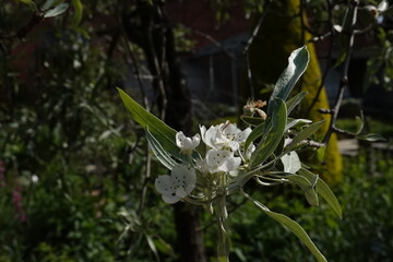 Spring Botanical Garden in Belgium