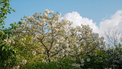 Naklejka premium Blooming white blossoms of Sorbus aria during May