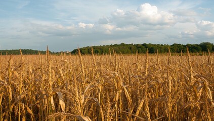 A fully grown corn crop with trees far away