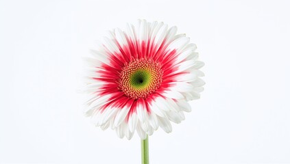 A single white Gerbera flower with vibrant red and pink petals shines against a plain backdrop, highlighting its captivating natural charm.