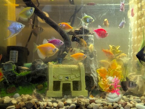 Vibrant freshwater aquarium featuring a school of colorful GloFish (tetra fish) swimming around a treasure chest decoration. Ideal for pet, hobby, and home decor themes. #AquariumLife #GloFish #Tropic