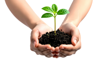 Cupped hands hold dark soil with a small plant growing out of it, set against a plain black background