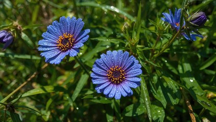 The wet Shapla blossoms display stunning hues of blue, purple, and yellow amidst lush green foliage beneath a bright sky.