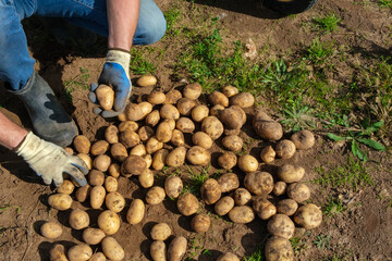 An unrecognizable male farmer harvests dug-up potatoes lying on the ground, top view. Agriculture and gardening