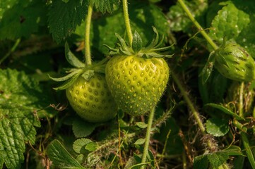 Springtime scene with ripe and unripe wild strawberries