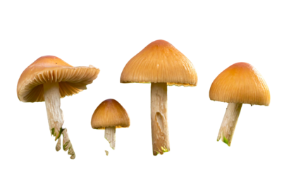 Four mushrooms in varying sizes and positions, set against a stark black background