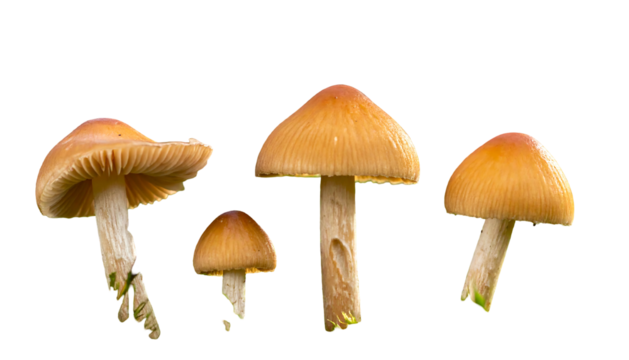 Four mushrooms in varying sizes and positions, set against a stark black background