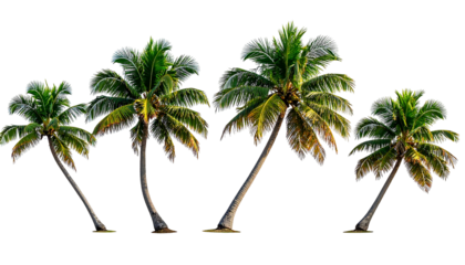 Four palm trees with fronds, illuminated by warm light, against a stark black backdrop