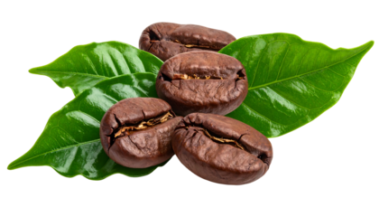 Four roasted coffee beans nestled amongst vivid green leaves, on black