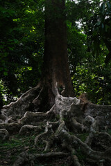 Koompassia Excelsa Tree, Bogor Botanical Gardens, Indonesia.