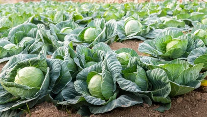 Fotobehang Muziek Fresh cabbages growing in an agricultural field  © xy
