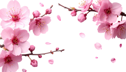 Pink cherry blossoms on slender branches against a dark backdrop. Delicate falling petals enhance the beauty