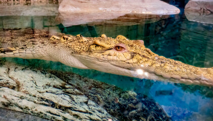 Crocodile up close