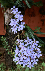 Blue orchid