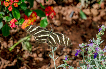 Zebra longwing butterflies feeding in a spring garden