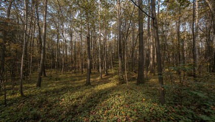Fototapeta premium Scenic view amidst woodland