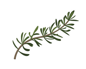 Sprig of rosemary with green fresh leaves. Aromatic herb branch, spice ingredient leaves
