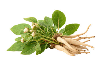 Fresh Ashwagandha plant with roots leaves and berries on black background herb medicinal, Isolated On Transparent Background, Png Cut Out