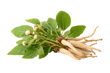 Fresh Ashwagandha plant with roots leaves and berries on black background herb medicinal, Isolated On Transparent Background, Png Cut Out