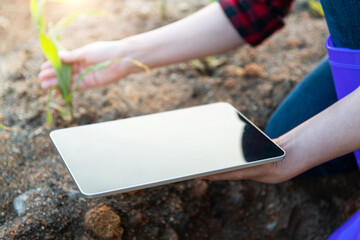 Young woman farmer using digital tablet in corn field