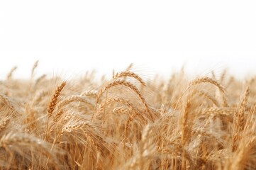 Fototapeta premium Grain of rye isolated on a white backdrop. Crop collection.
