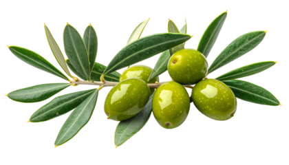 Fresh green olives hang on a twig amidst elongated leaves against a black background, creating a natural composition