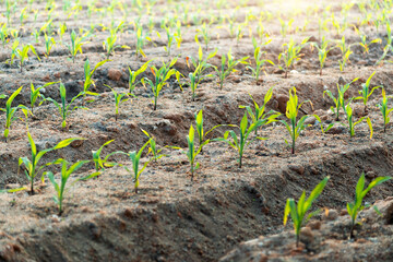 Corn seedlings in the farmland