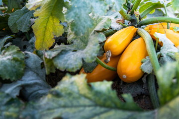 Yellow zucchinis growing in the agricultural field