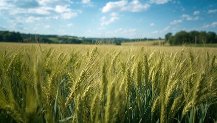 Golden wheat fields waving under bright summer sunlight. A picturesque view of mature grain crops rustling in the wind. Soft focus effect.