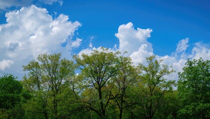 Obraz premium Open-air photo capturing lush greenery and scenic trees under a clear blue sky