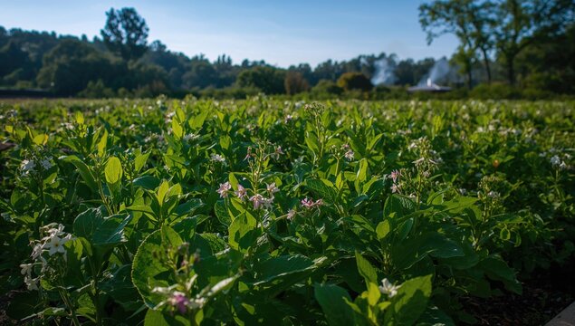 Nicotiana crop thriving under bright sunlight in a small outdoor plot
