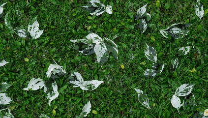 An artistic arrangement of monochrome leaves spread over vibrant green grass, showcasing the essence of spring and summer with stylized water droplets