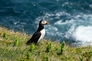Atlantic Puffin on rocky cliff by blue ocean
