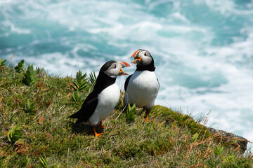 Atlantic Puffin on rocky cliff by blue ocean