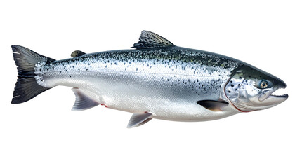 Large silver fish with dark speckles on a black background, fins visible