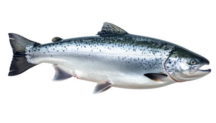 Large silver fish with dark speckles on a black background, fins visible