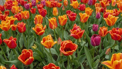 Bright, cup-shaped blossoms celebrated for their graceful charm and vivid hues, these perennial lilies originate from the Eurasian region and are famously showcased in a renowned European locale.