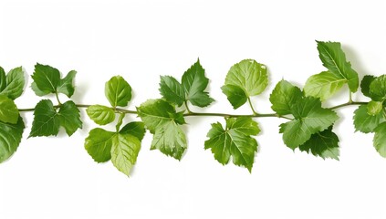 Green vine foliage against a white background