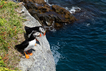 Atlantic Puffin on rocky cliff by blue ocean