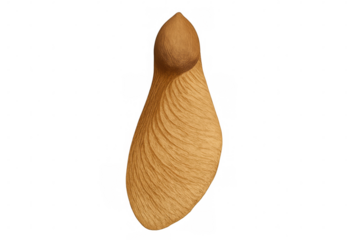 Maple seed samara spinning for dispersal, experiencing autumn nature, isolated with transparent background