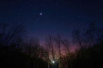 Fototapeta premium Charming ground-level shot of trees under a sky full of stars
