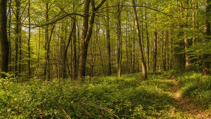 Fototapeta premium Ancient woodland with lush green foliage and blooming plants under spring sunlight, featuring tree trunks and forest ground.
