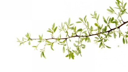 Isolated Climbing Wattle Plant with Leaves on White Background