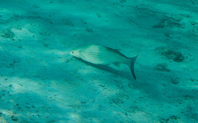 Obraz premium Mulet lippu (Chelon labrosus) ou mulet à grosses lèvres