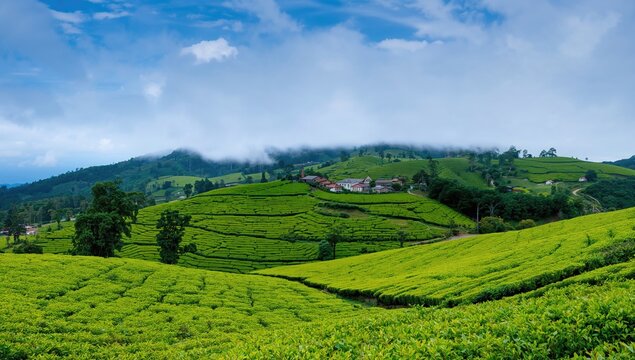 Fototapeta European tea farms with distinctive landscapes and lush greenery