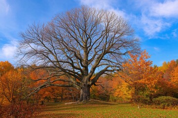 Fototapeta premium Massive oak tree in the mountainous region during autumn