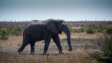 Obraz premium Lone African elephant walking alone to a nearby waterhole across an open clearing in the parched winter scrubland.